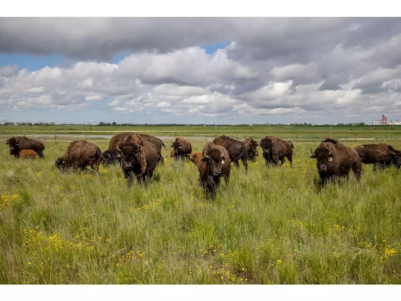 The land of Wanuskewin Heritage Park keeps sharing its stories and wants protecting