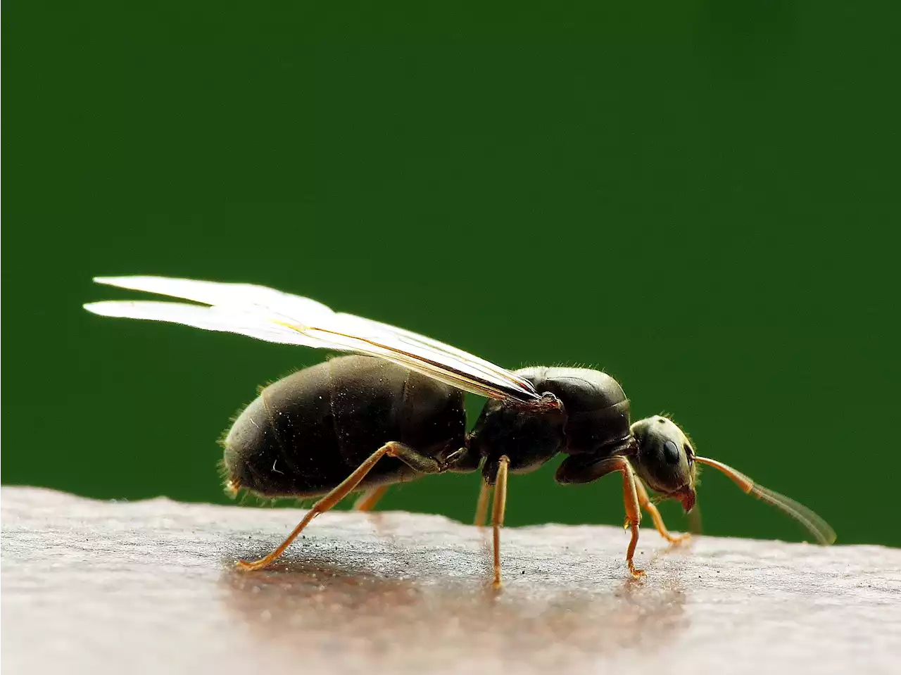 I'm a pest control - Here's 3 ways to keep your home safe from flying ant invasion