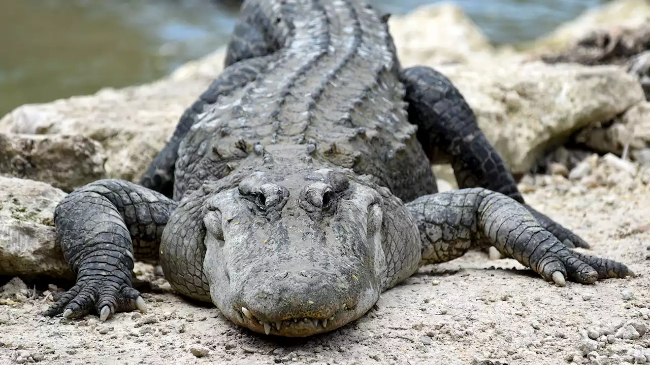 Major update after woman killed by TWO alligators as gruesome details emerge