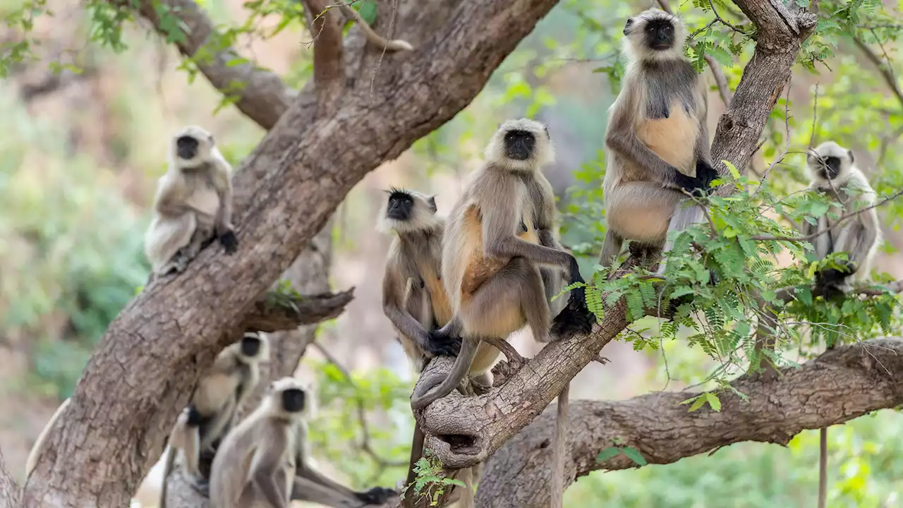 Troop of monkeys throw baby from roof after snatching him from his mother