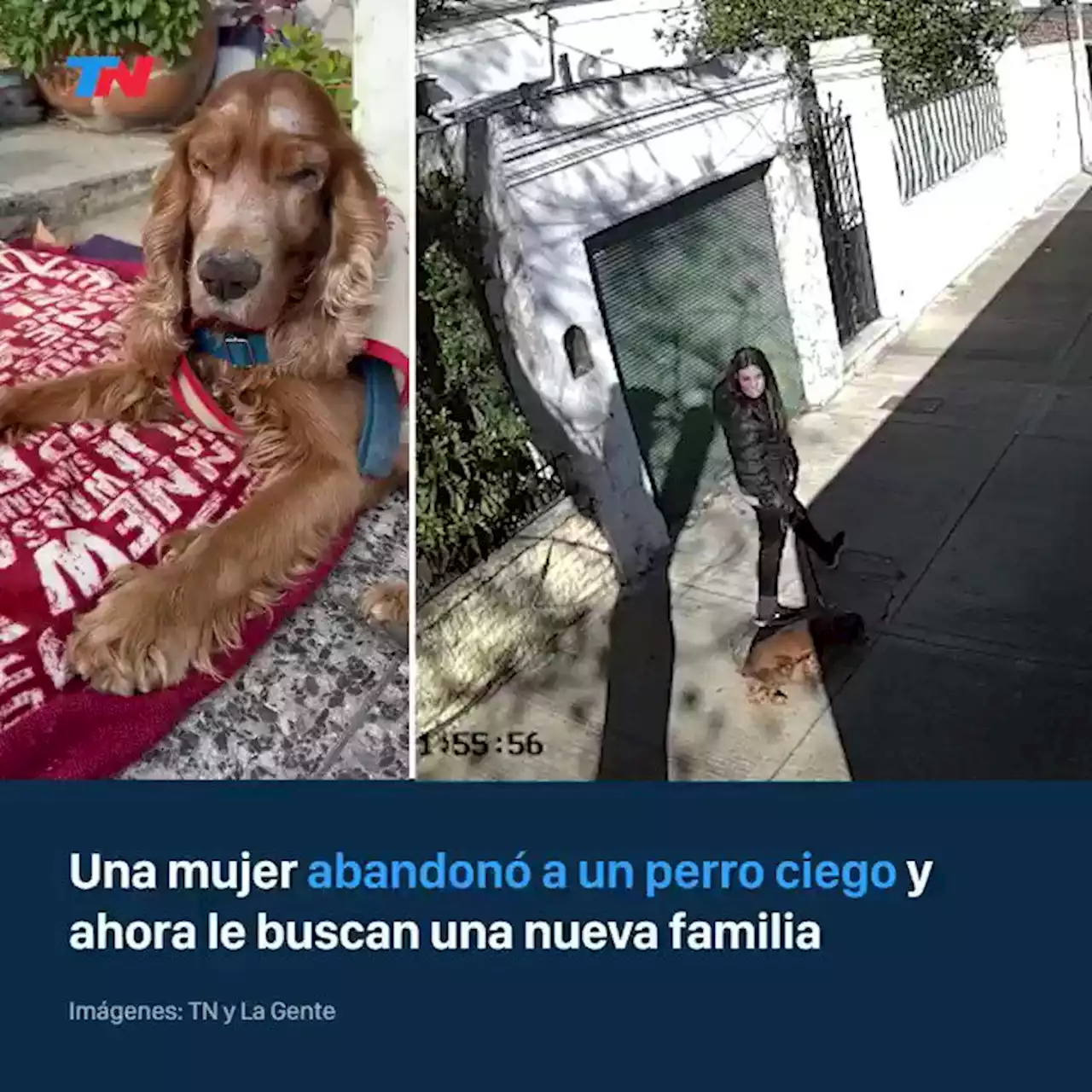 Una mujer abandonó a un perro ciego y ahora buscan a una familia que lo adopte