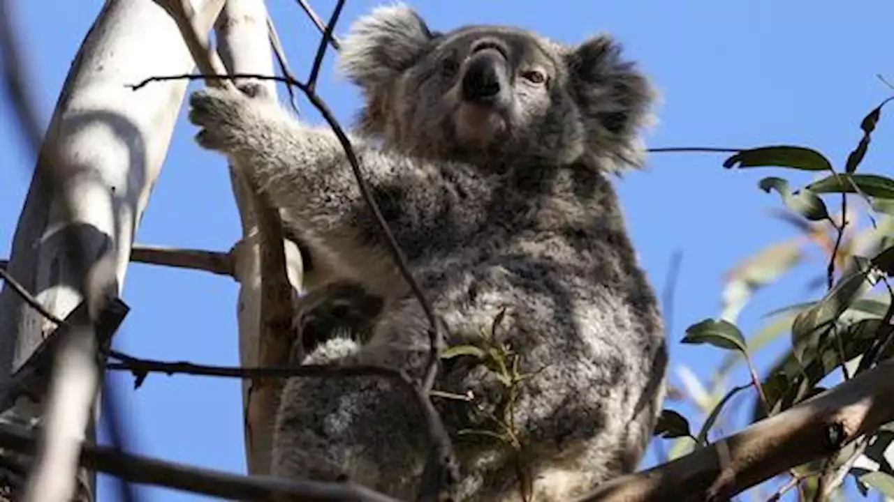 'Shocking' report concludes Australia facing dire environmental risks