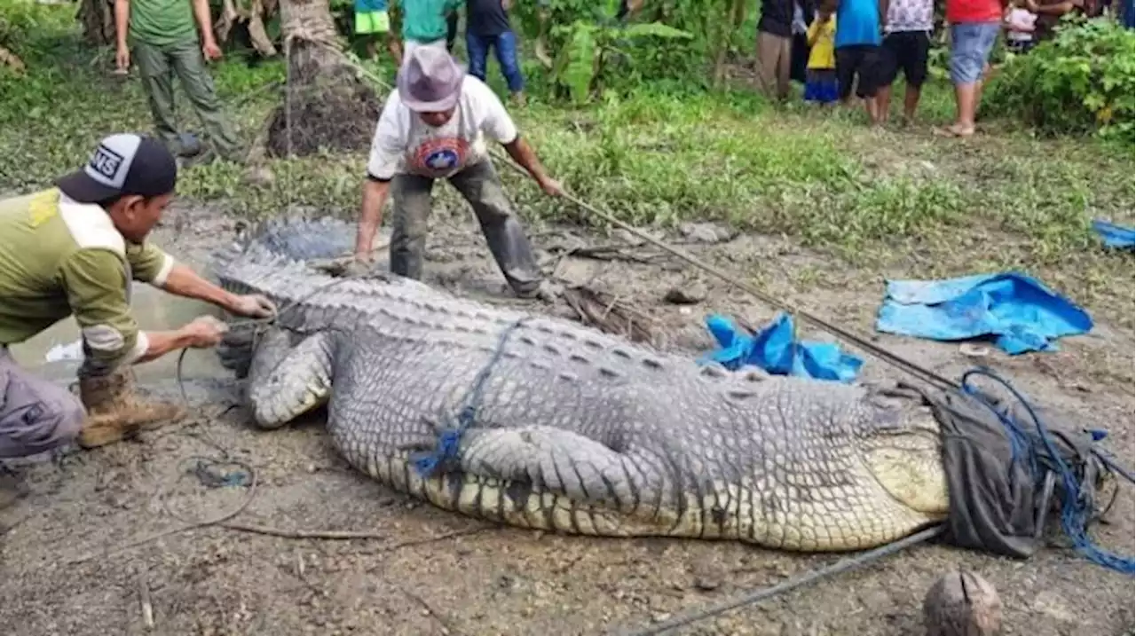 Lelaki hilang empat hari, akhirnya ditemukan dalam perut buaya