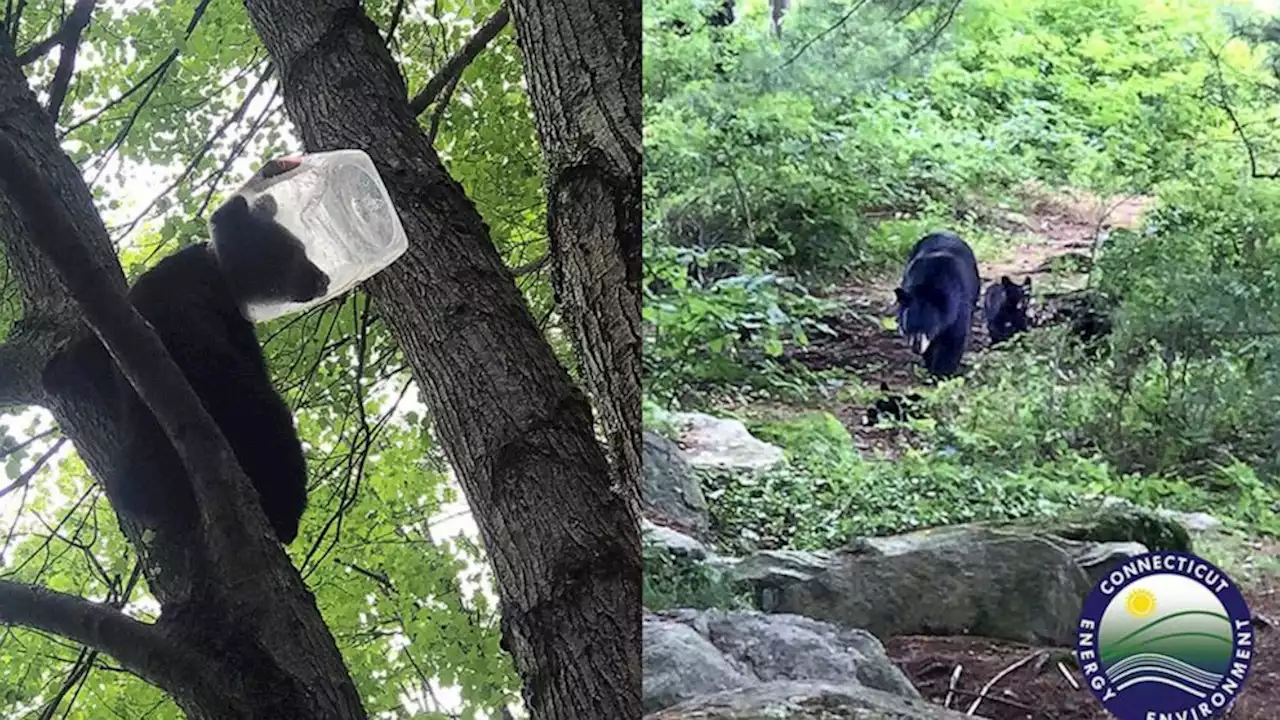 Bear cub rescued after getting head stuck in plastic jug