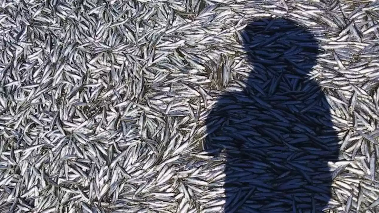 Thousands of anchovies fall from sky, wash ashore in the Bay Area