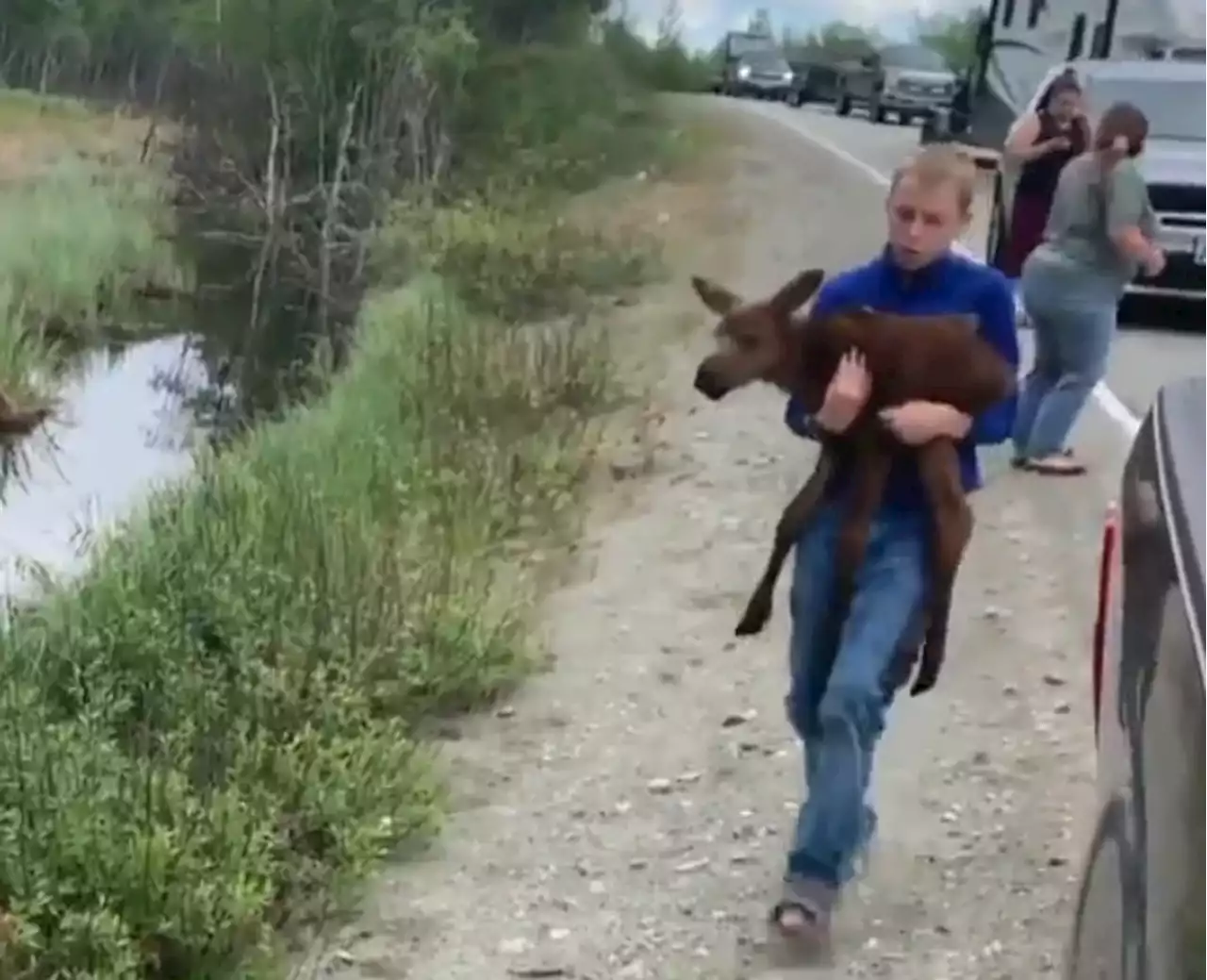 Furcast: Alaskan family saves baby moose