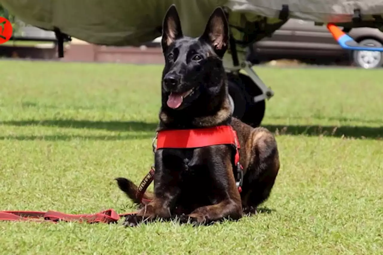 Fungsi strategis Unit K-9 Polda Kalbar - ANTARA News