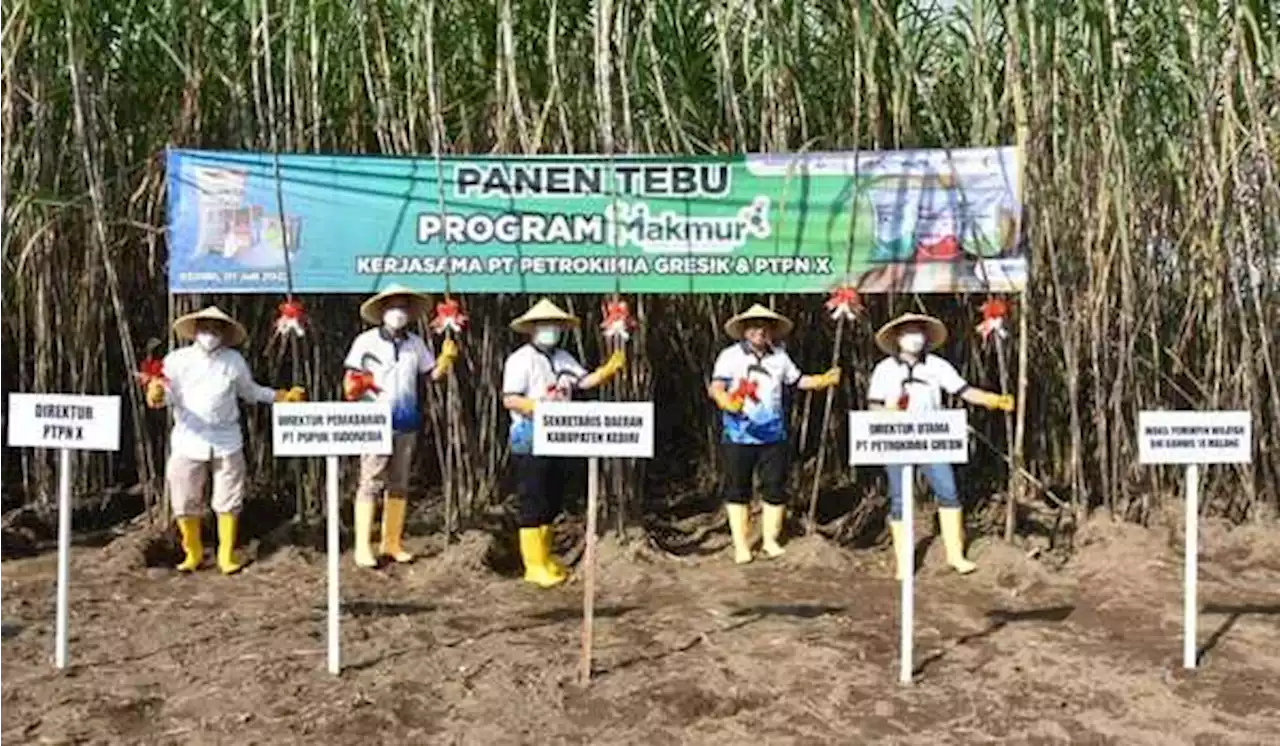 Program Makmur Petrokimia Gresik dan PTPN X Tingkatkan Hasil Petani Tebu Kediri