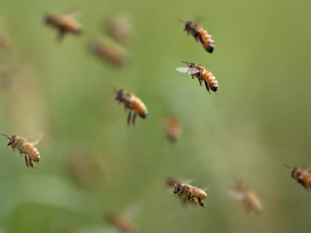 A swarm of 10 million bees escaped onto a highway after truck crash in Utah, say reports | Businessinsider