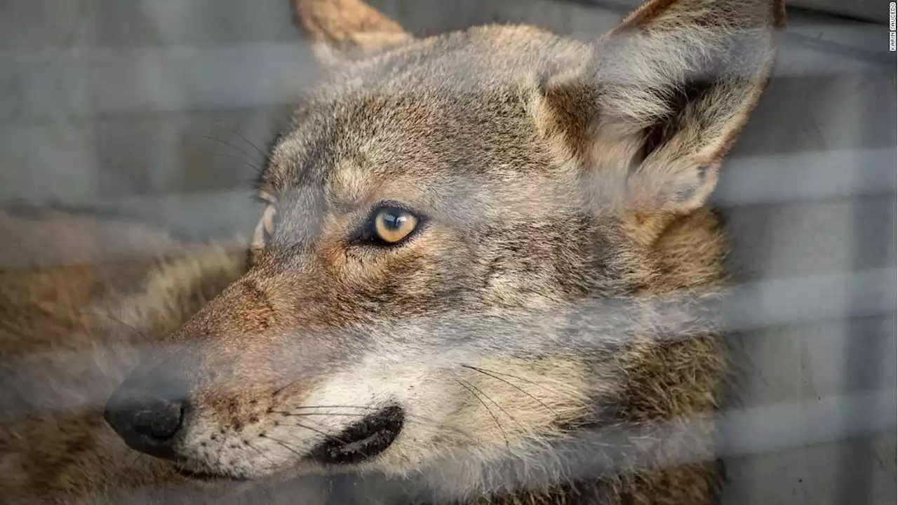 'Ghost genes' from coyotes could help save critically endangered red wolves, study says