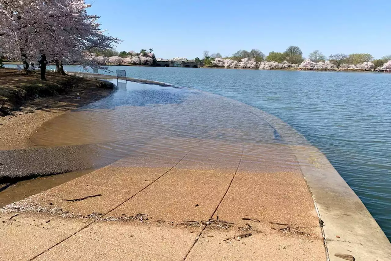 Tidal Basin Seawall To Get Upgrade To Withstand Sea Level Rise