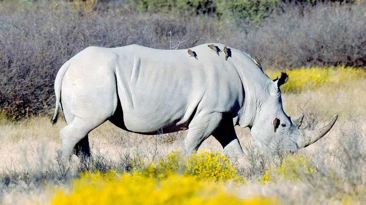 Mosambik - Nationalpark nach 40 Jahren wieder Heimat für Breitmaulnashörner