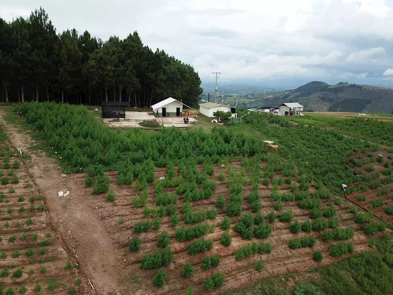 Flora Aims To Cultivate Sustainable Cannabis Business In Colombia