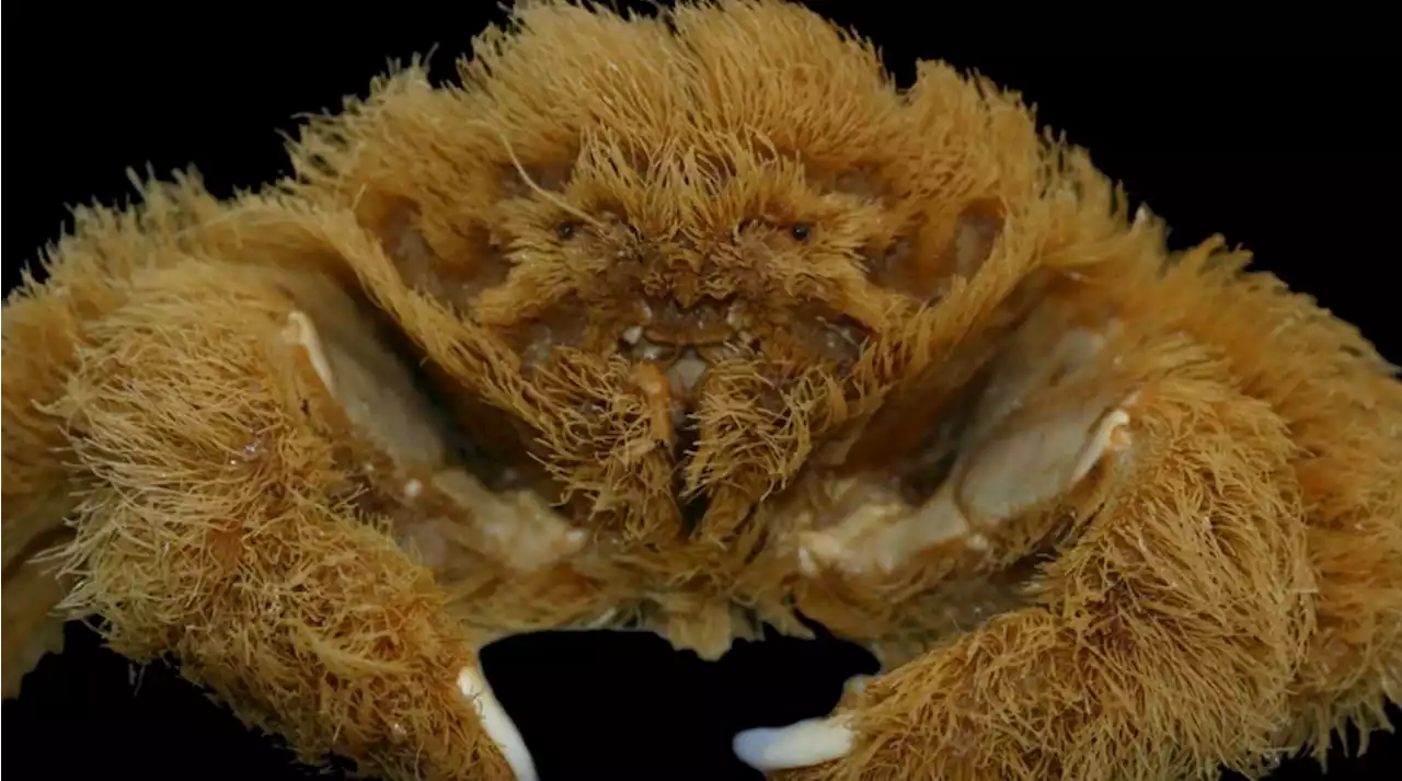 Scientists Discover Horrifying Crab That's Covered in 'Hair'