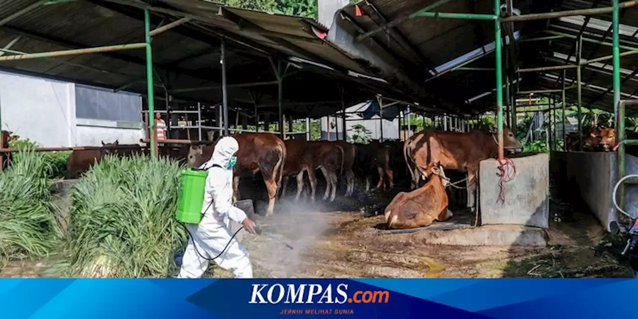 Akibat Wabah PMK di Indonesia, Ekspor Sapi Australia Nyaris Terhenti