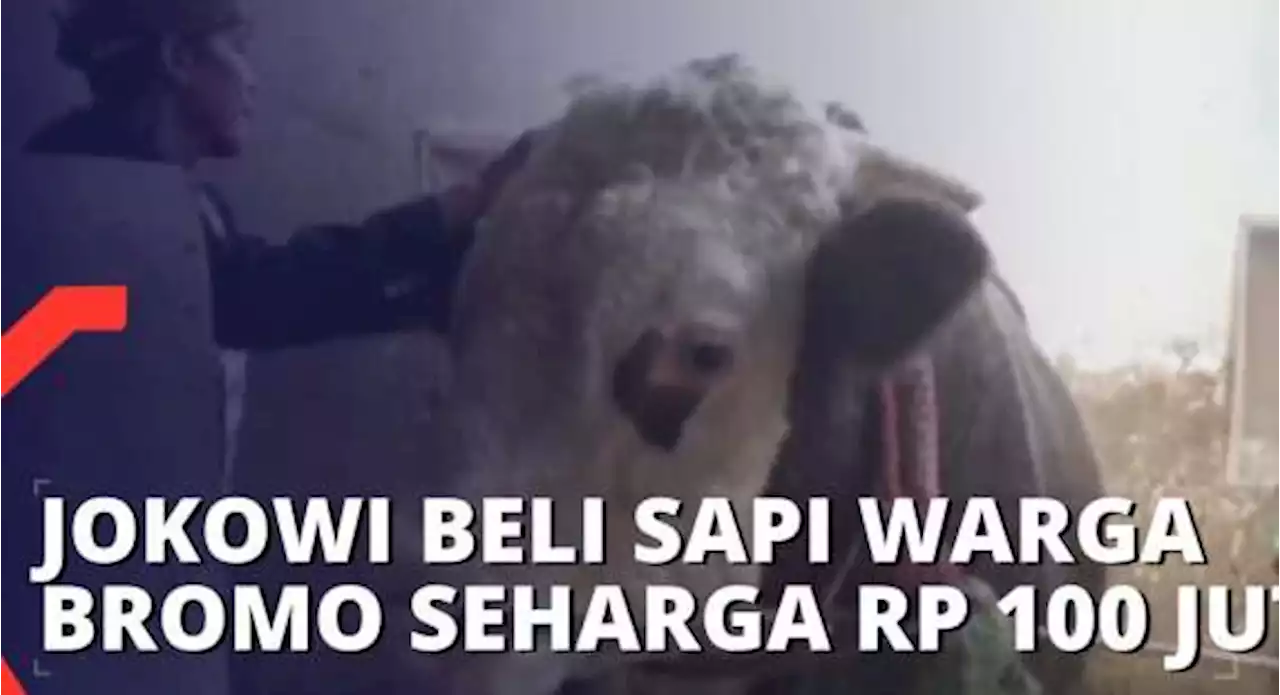 Jelang Idul Adha, Jokowi Beli Sapi Warga Bromo Seharga Rp 100 Juta