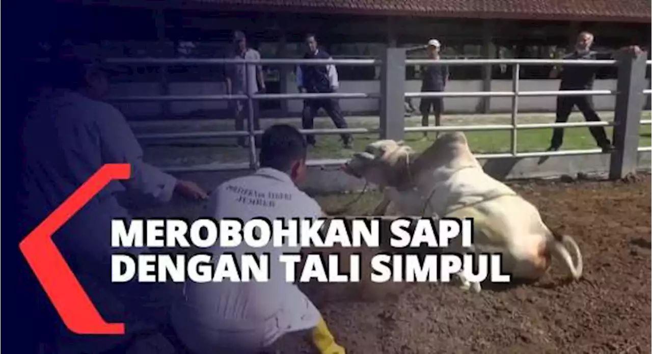 Teknik Merobohkan Hewan Kurban dengan Tali Simpul