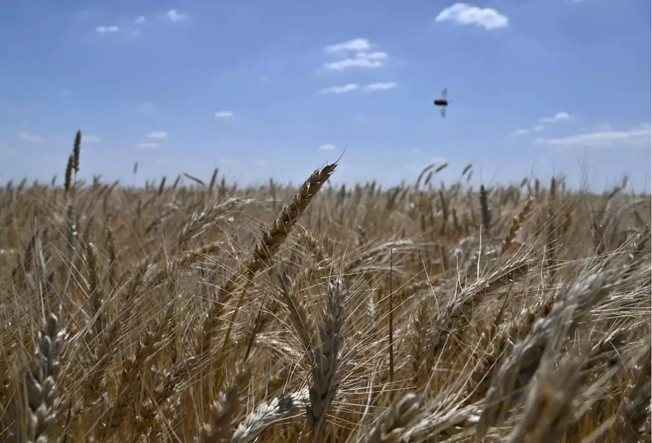 La Jornada: Suben hasta 51% los productos agropecuarios: Eurostat