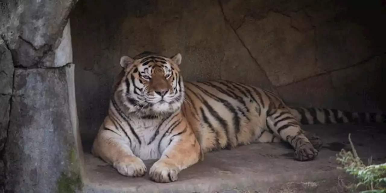 Tigre de 14 años muere tras contagiarse de COVID-19 en zoológico de Ohio