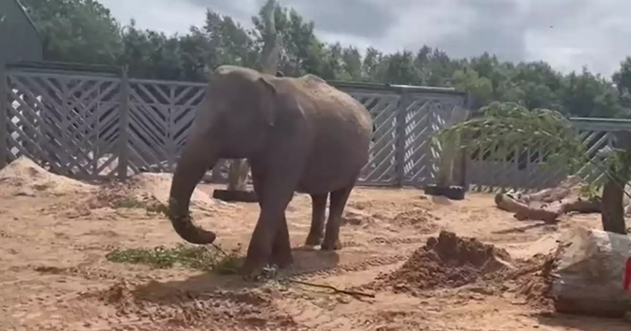 Blackpool Zoo's longest standing resident celebrates 53rd birthday