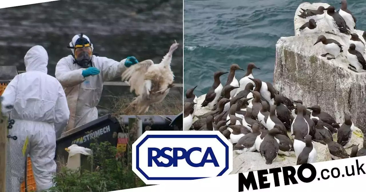 RSPCA no longer taking in injured seabirds due to bird flu risk