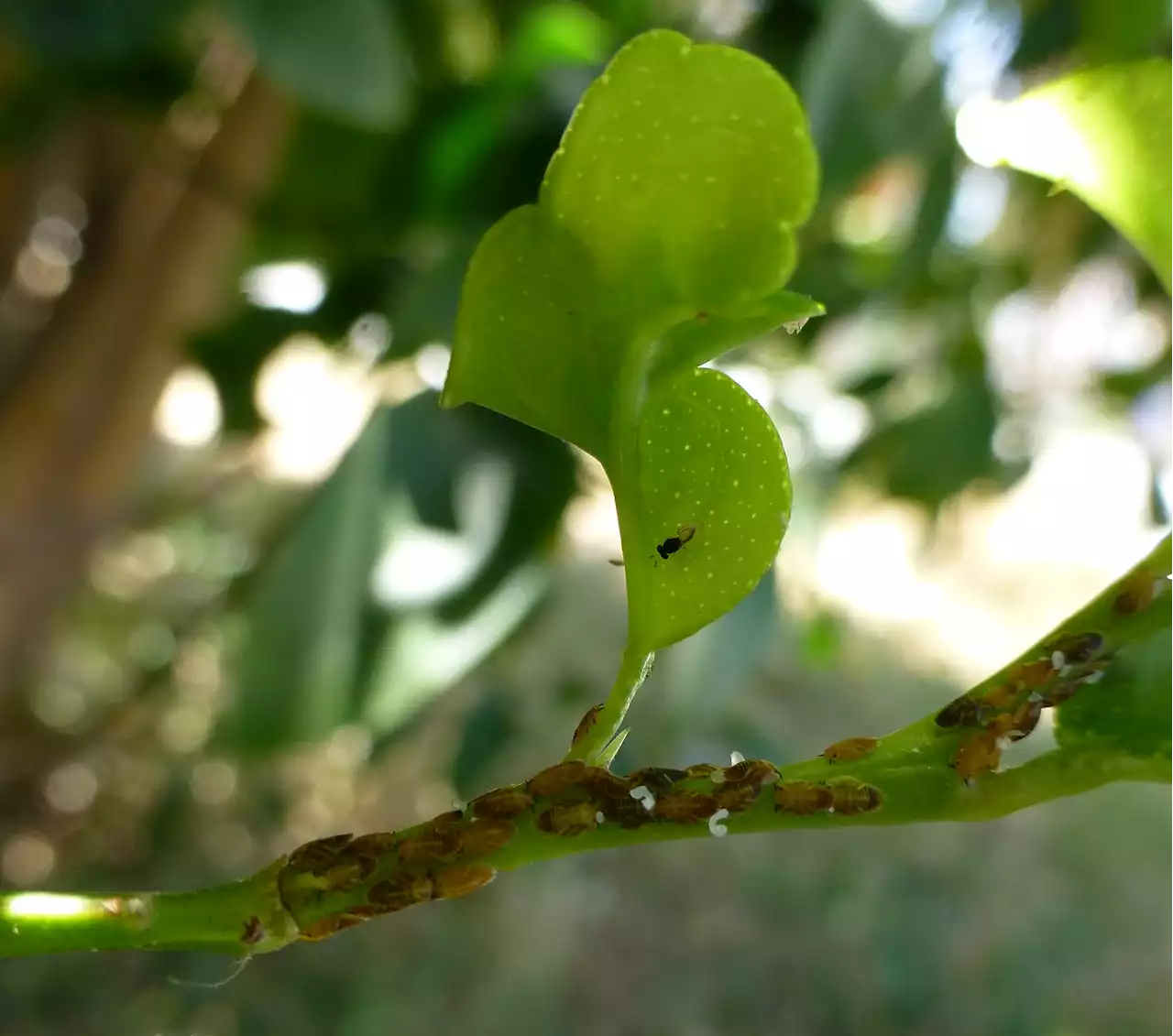 How hungry, stingless wasps became USDA's weapon of choice to save southern citrus trees