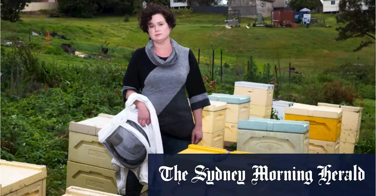 ‘Heartbreaking’: Beekeepers count their losses as mite threat spreads to Sydney