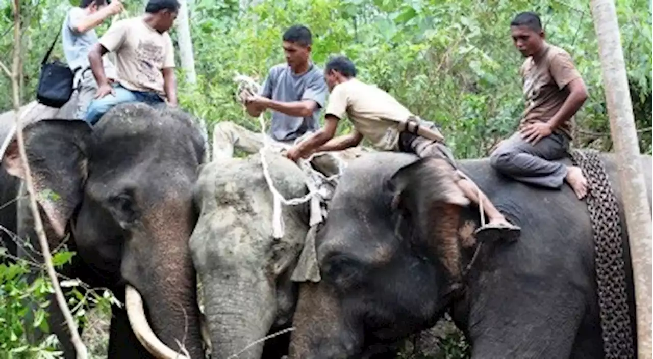 Ekowisata Sebagai Solusi Penanggulangan Konflik Manusia Vs Gajah