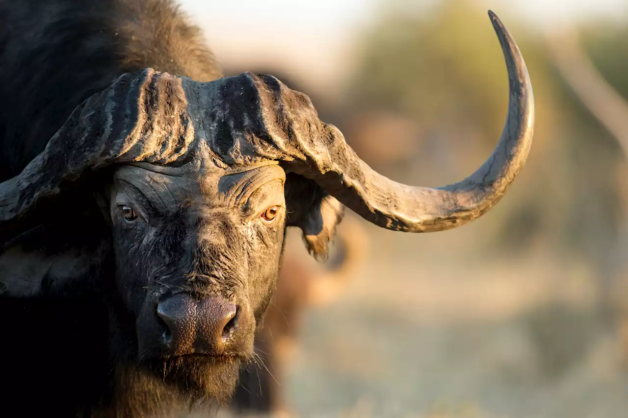 50-year-old man killed by buffalo on Limpopo farm | The Citizen