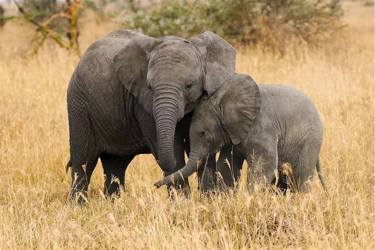 Experts continue blood sample testing amid elephant TB concerns | The Citizen