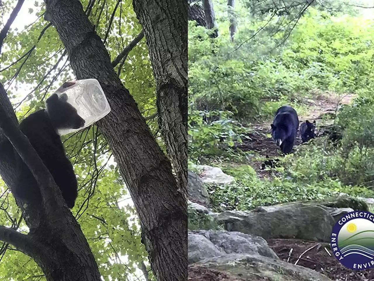 Bear cub rescued after getting head stuck in plastic jug in Connecticut