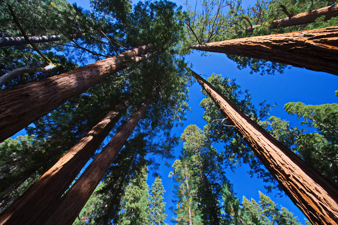 We Need to Save America's Sequoias