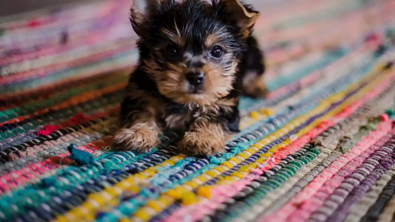 Why dogs can be so healing for kids