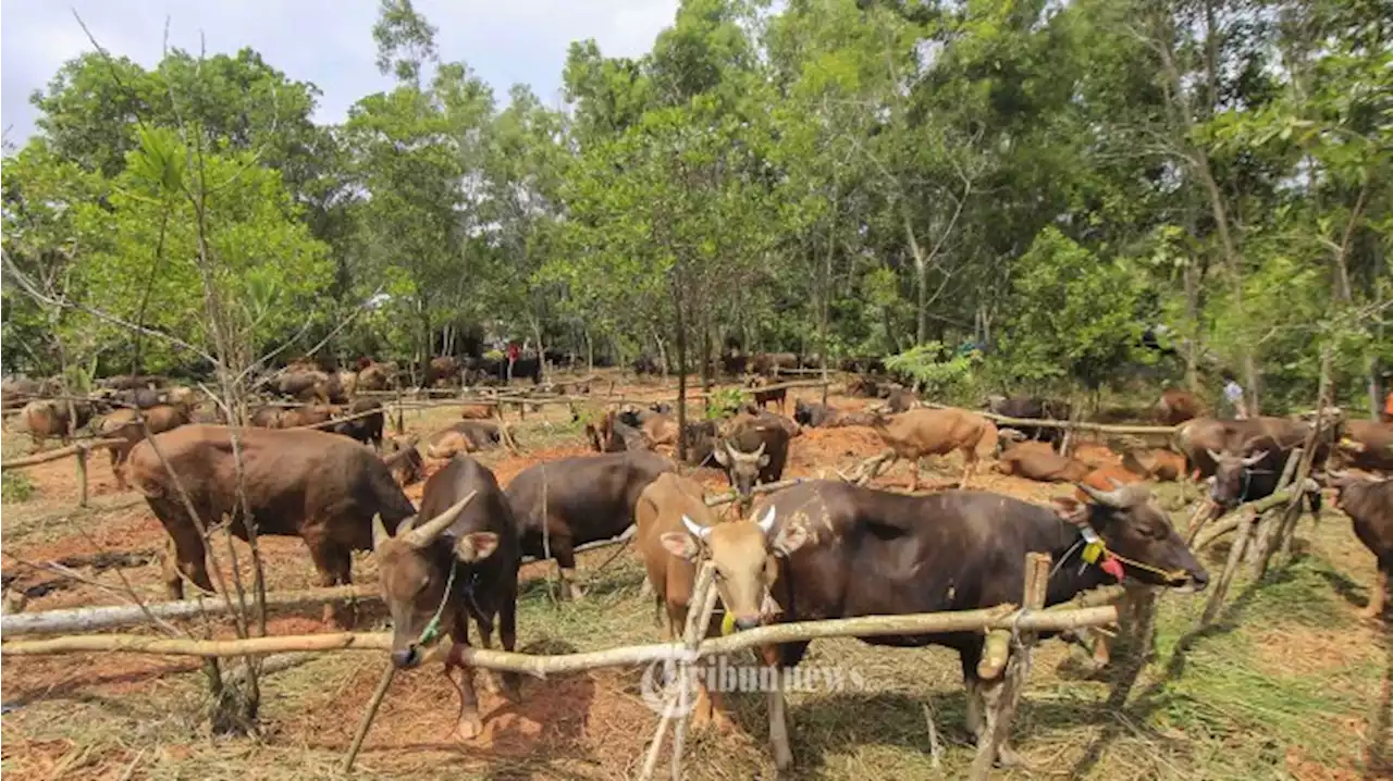 Idul Adha Tinggal Sepekan Lagi, Wabah PMK Masih Meluas di 22 Provinsi, Jawa Timur Tertinggi - Tribunnews.com