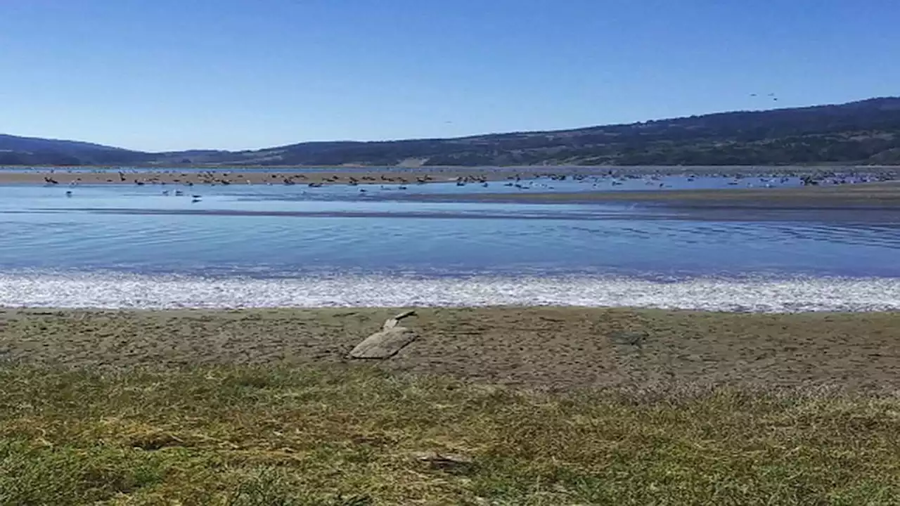 Thousands of anchovies fall from sky, wash ashore in the Bay Area