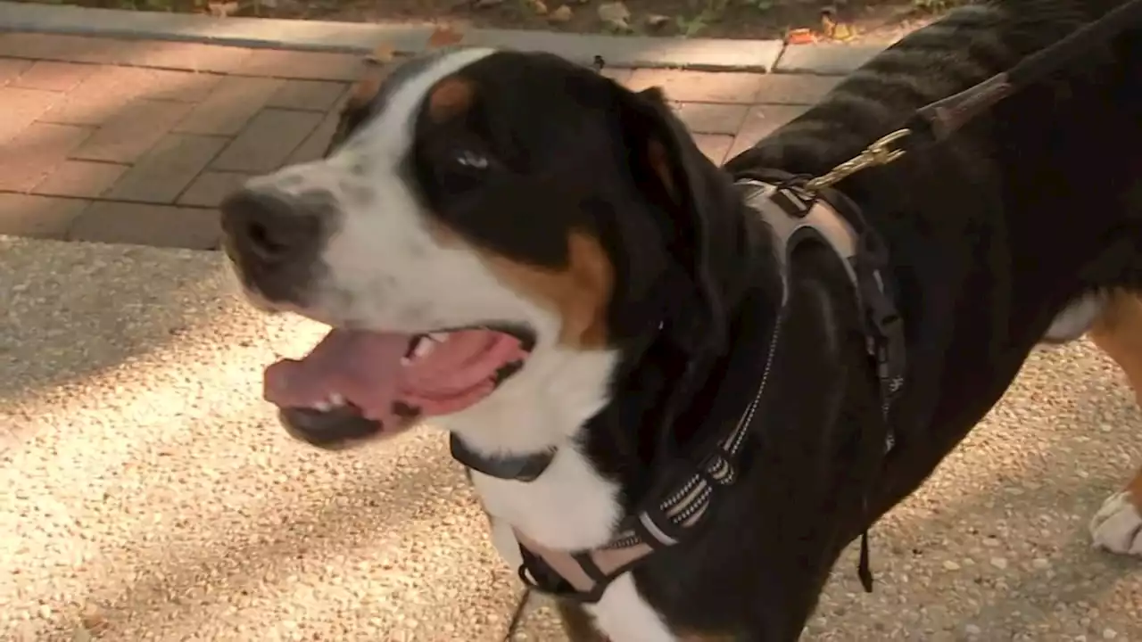 Dog Days of Summer: Heat wave brings people outdoors early in Philadelphia