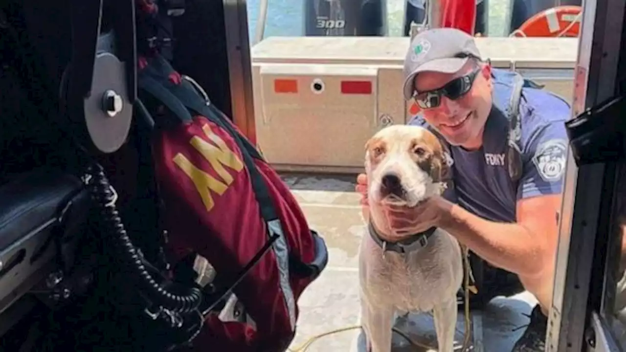 Dog rescued by authorities, good Samaritan after being thrown off bridge into river