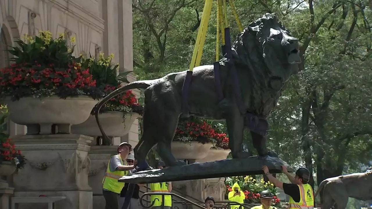 The Art Institute of Chicago lions - now 'shinier' - have returned home