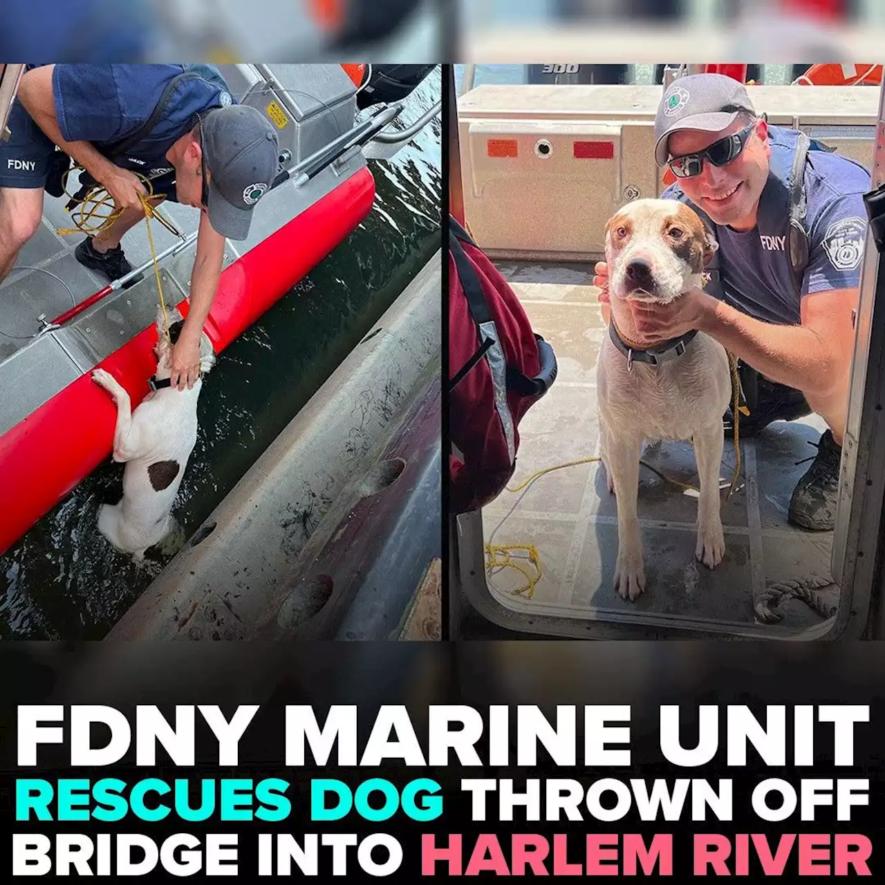 FDNY Marine unit rescues dog thrown off bridge into Harlem River