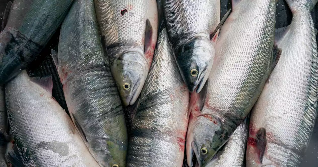 Diesel sheen from beached tender prompts Bristol Bay fishing closure near Naknek