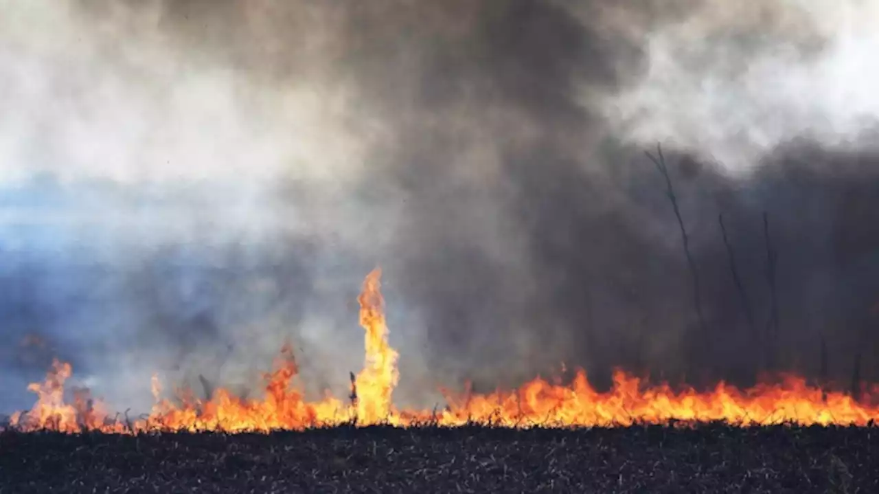 Los incendios forestales en el escenario global de crisis climática