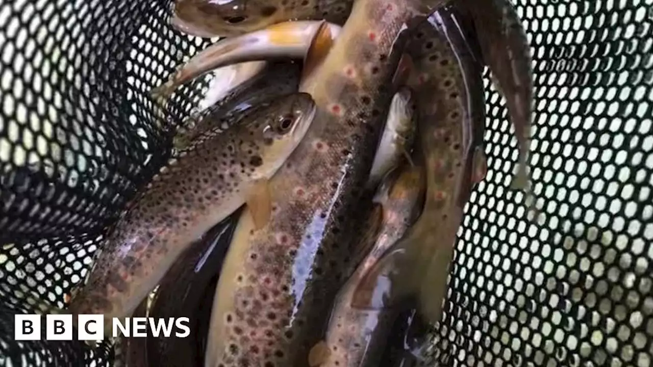 Fish and crayfish rescued from 'dried-up' Shropshire river