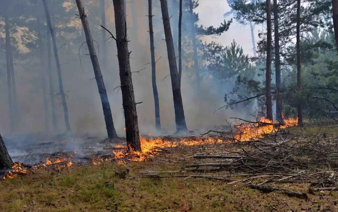 Waldbrand bei Bad Saarow: Feuerwehr im Großeinsatz