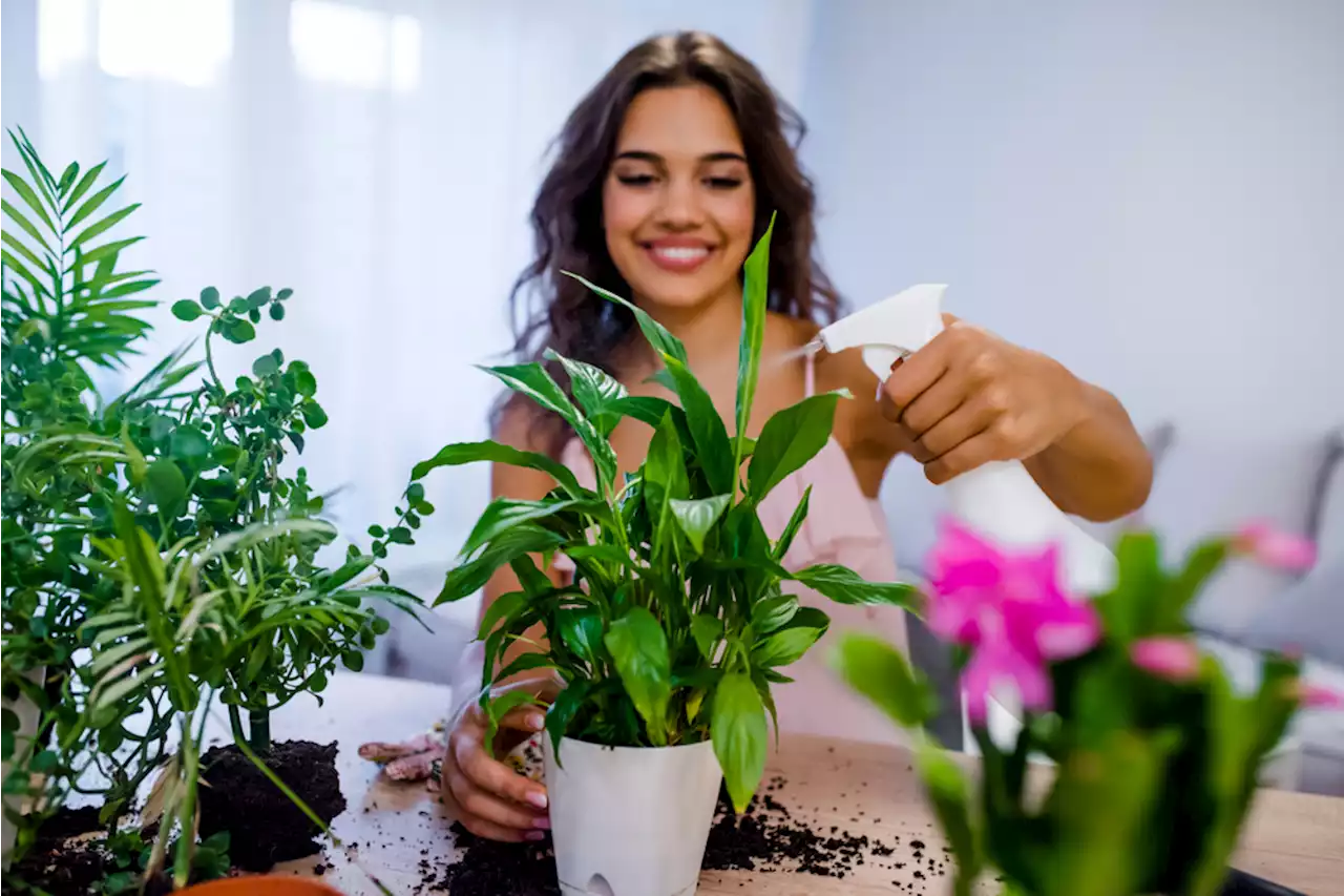 If your plants are dying, hard-boiled egg water could save them — Best Life