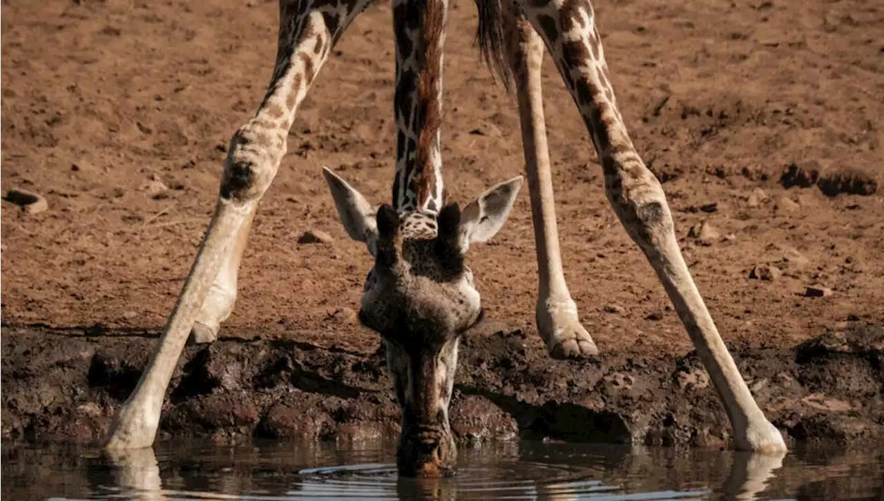 Yderst sjældne giraftvillinger født i Kenya