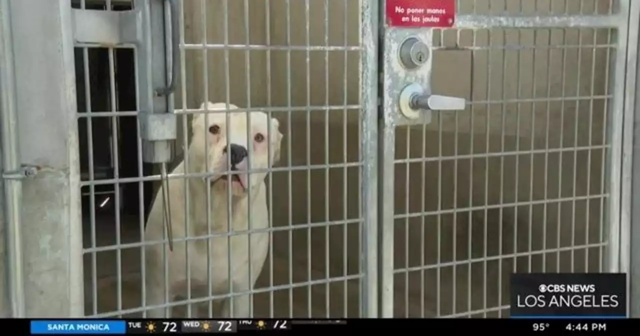 Emergency meeting held to address understaffed and overcrowded LA city animal shelters