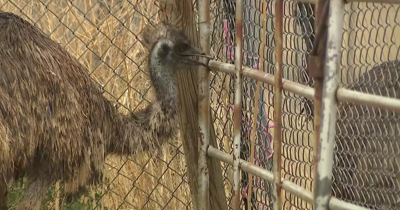 Emu family feud at Creative Acres Animal Sanctuary finds happy ending