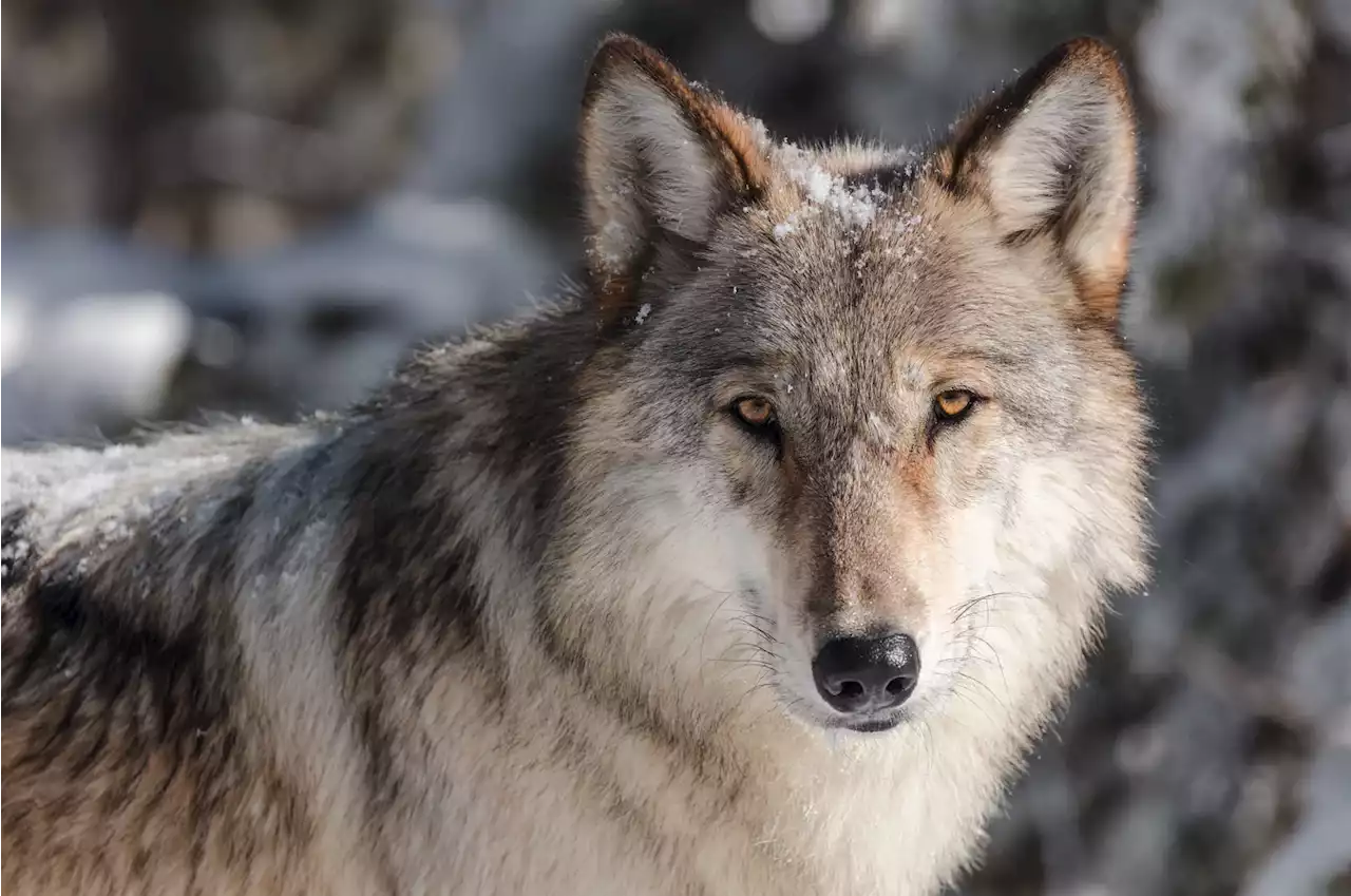 Conservation Groups Will Present Own Wolf Reintroduction Plan to CPW