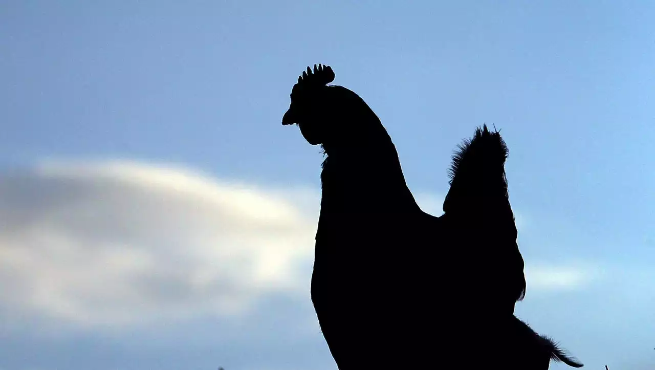 Besitzersuche per Facebook: Huhn reist 20 Kilometer per Anhalter – und kommt wieder nach Hause