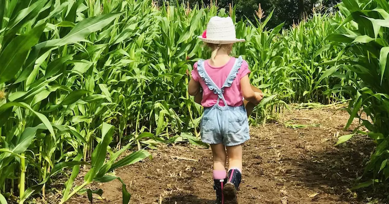 Enchanted maize maze near Liverpool open for summer days out